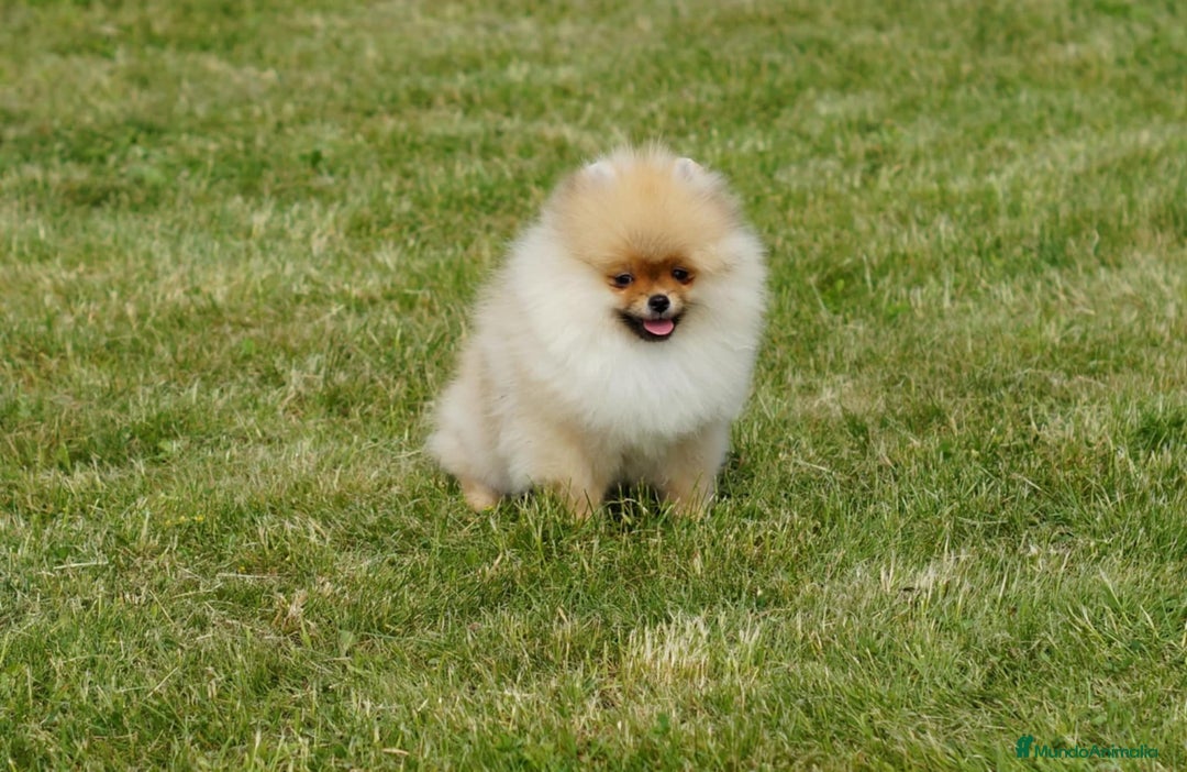 Pomerania perros en venta: Cachorros pomerania fotos reales  - Imagen 5