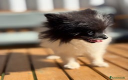 Pomerania perros en venta: Lulu pomerania MICRO TOY  - Imagen 8