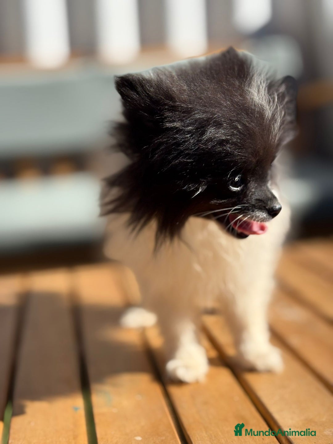 Pomerania perros en venta: Lulu pomerania MICRO TOY  - Imagen 8