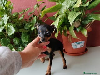 Ratón de Praga perros Ratón de Praga - Anuncio 19