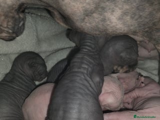 Sphynx gatos - Anuncio 17
