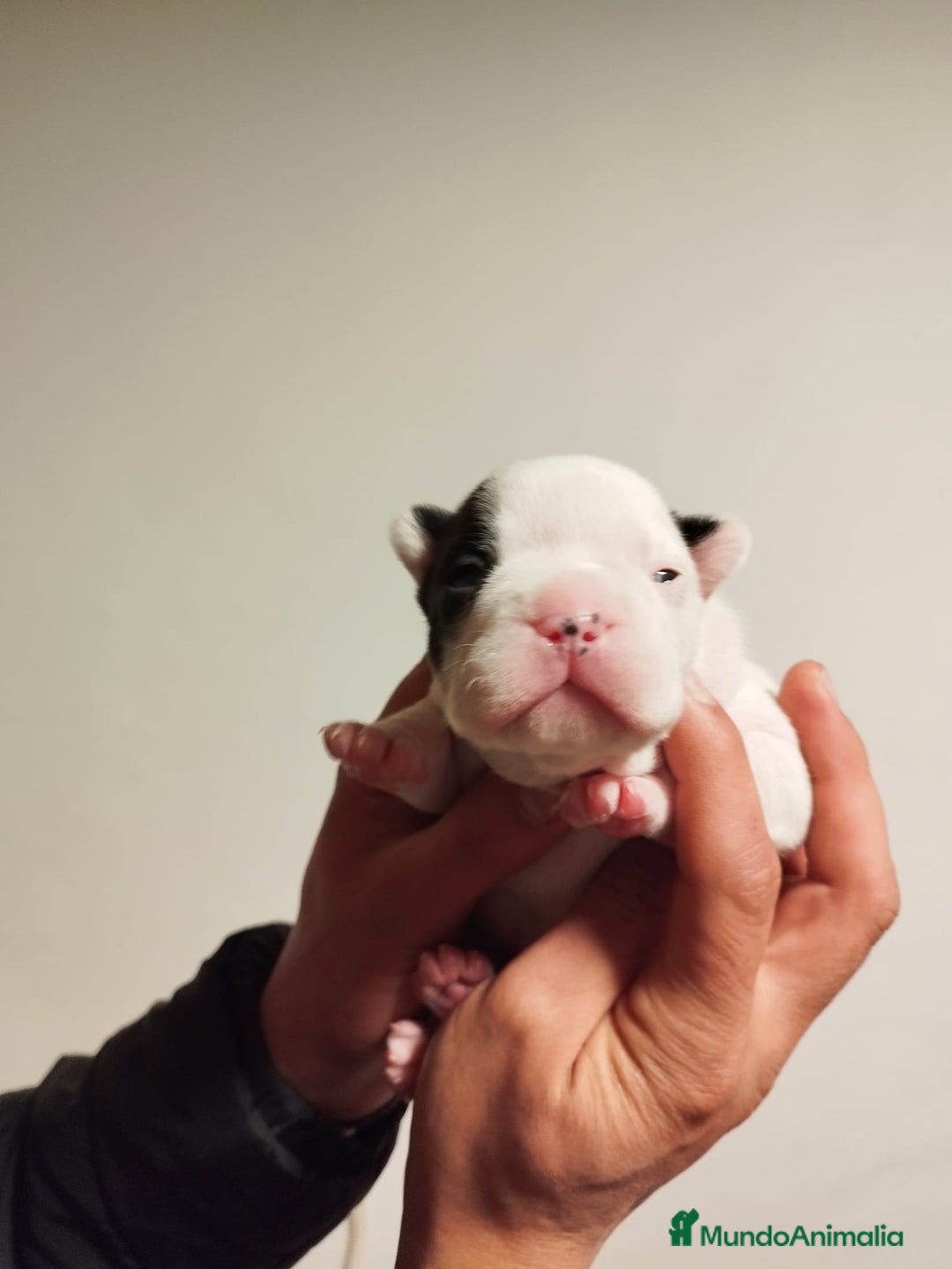 Bulldog Francés perros en venta: Bulldog Francés vaquitas  - Anuncio 3