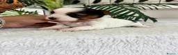 Yorkshire Terrier perros en venta: YORKSHIRE BIEWER HEMBRAS - Anuncio 5