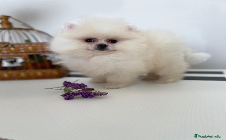 Pomerania perros - Anuncio 8