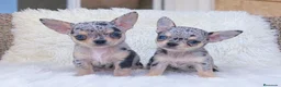 Chihuahua perros en venta: CHIHUAHUA HEMBRA Y MACHO en Madrid - Anuncio 1