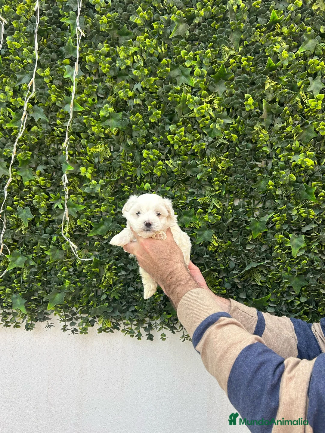 Bichón Maltés perros en venta: Hembra Bichon Maltes toy linea americana  - Anuncio 3