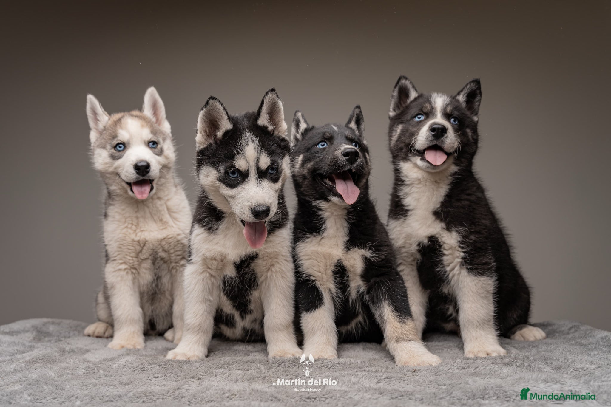 Husky Siberiano perros Cachorros HUSKY SIBERIANO - Anuncio 1