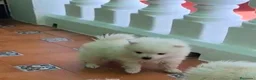 Pomerania perros en venta: Lulu pomerania  - Anuncio 6