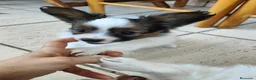 Papillon perros en venta: Hembras de papillon en Alicante - Anuncio 6