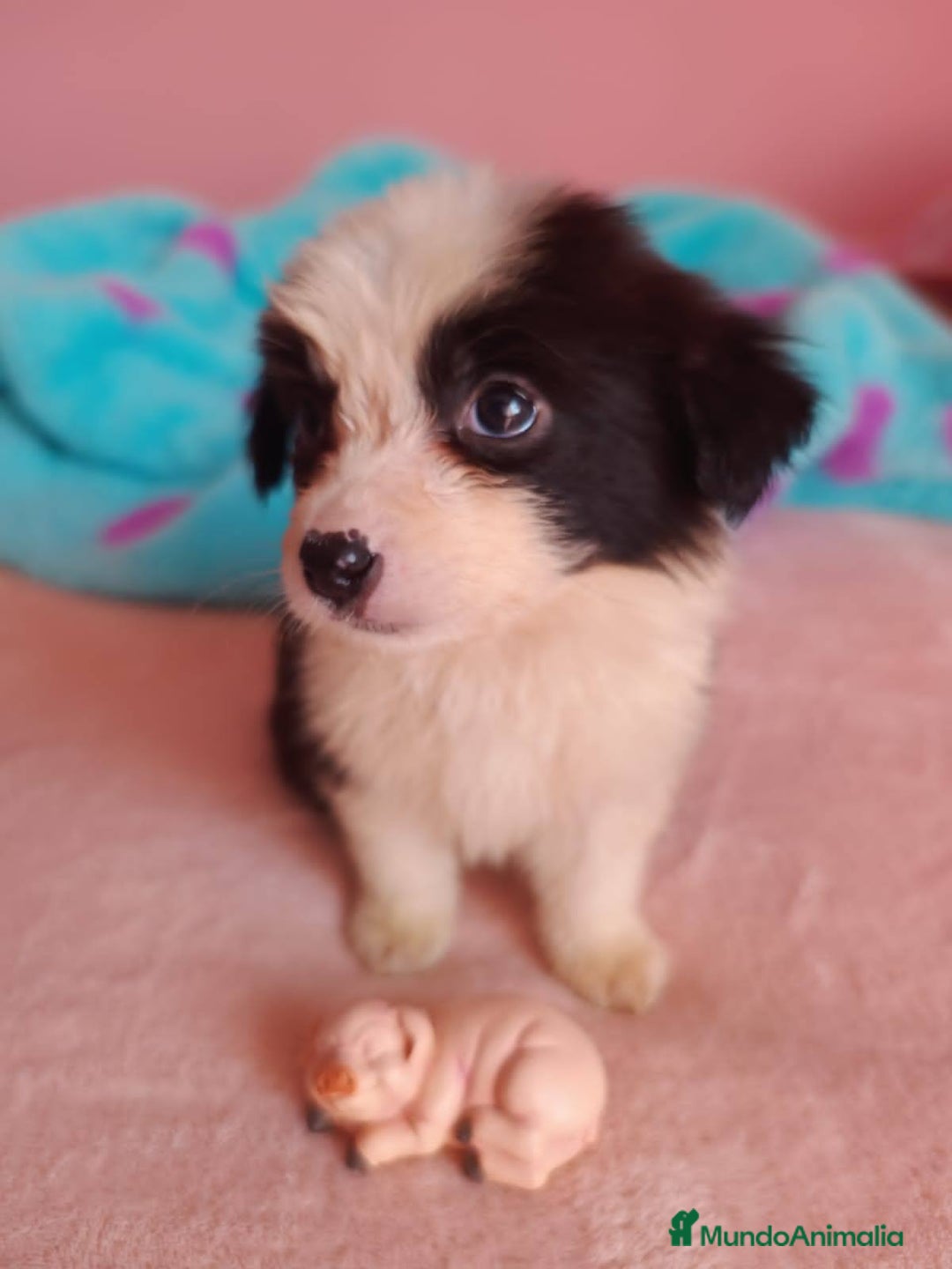 Border Collie perros en venta: border collie puppie - Anuncio 1