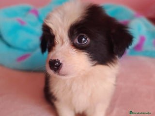 Border Collie perros border collie puppie - Anuncio 2