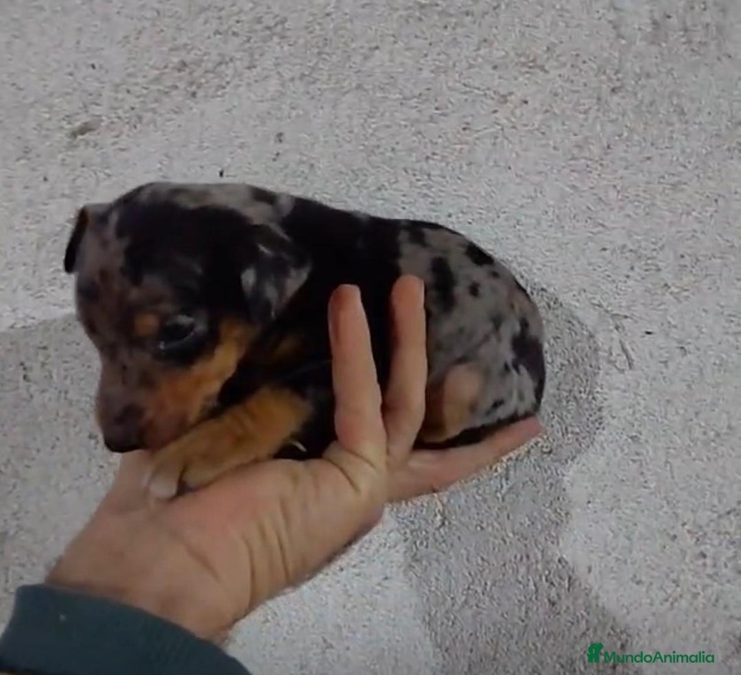 Pinscher Miniatura perros en venta: Pinscher miniatura merle  - Anuncio 8