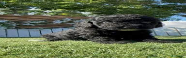 Perro de Agua Español 1