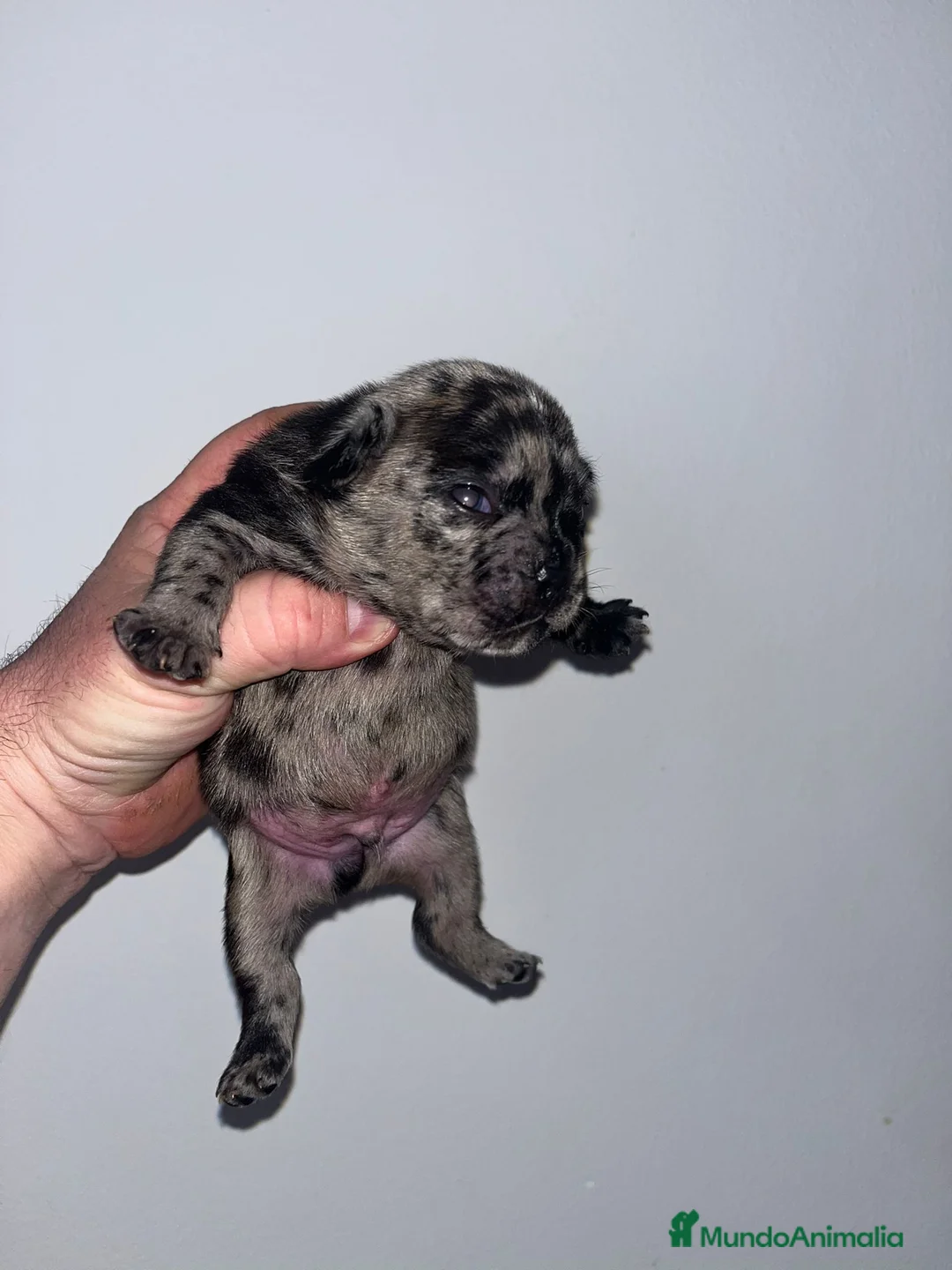 Bulldog Francés perros en venta: Macho ed Bulldog francés cachorro - Anuncio 2