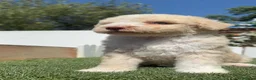 Perro de Agua Español perros en venta: PERRO DE AGUA  - Anuncio 7