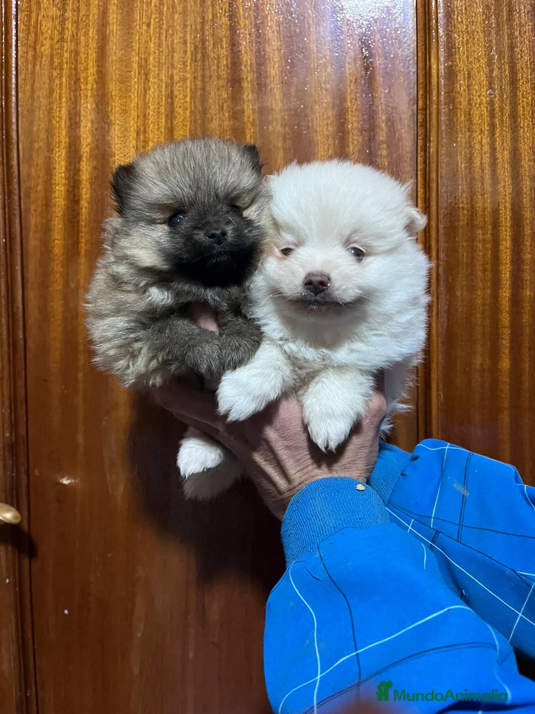 Pomerania perros en venta: Pomerania toy  - Anuncio 3