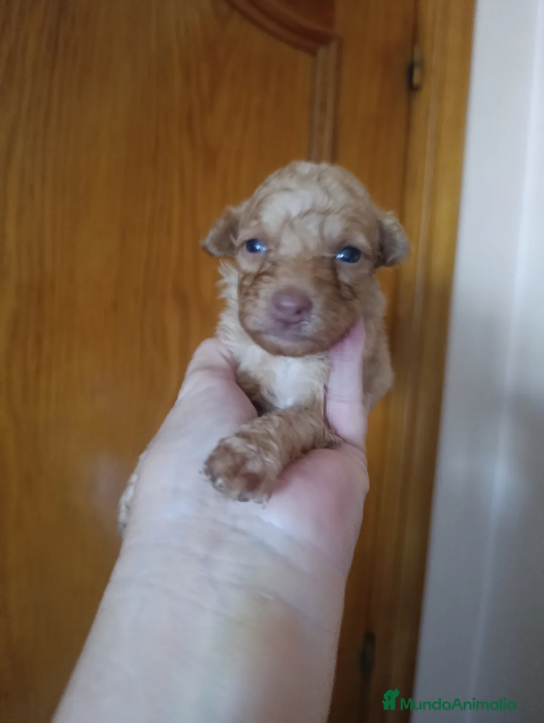 Caniche Toy perros en venta: CANICHES MICRO TOYS - Anuncio 1