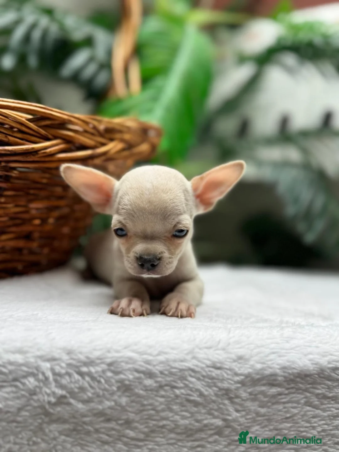 Chihuahua perros en venta: CHIHUAHUA MACHO - Anuncio 2