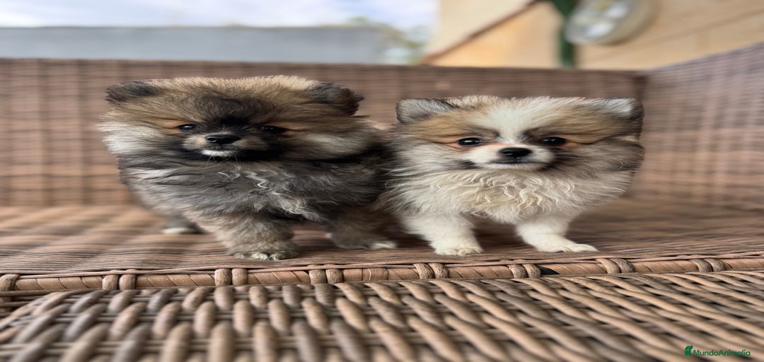 Imagen de galería {{count}}