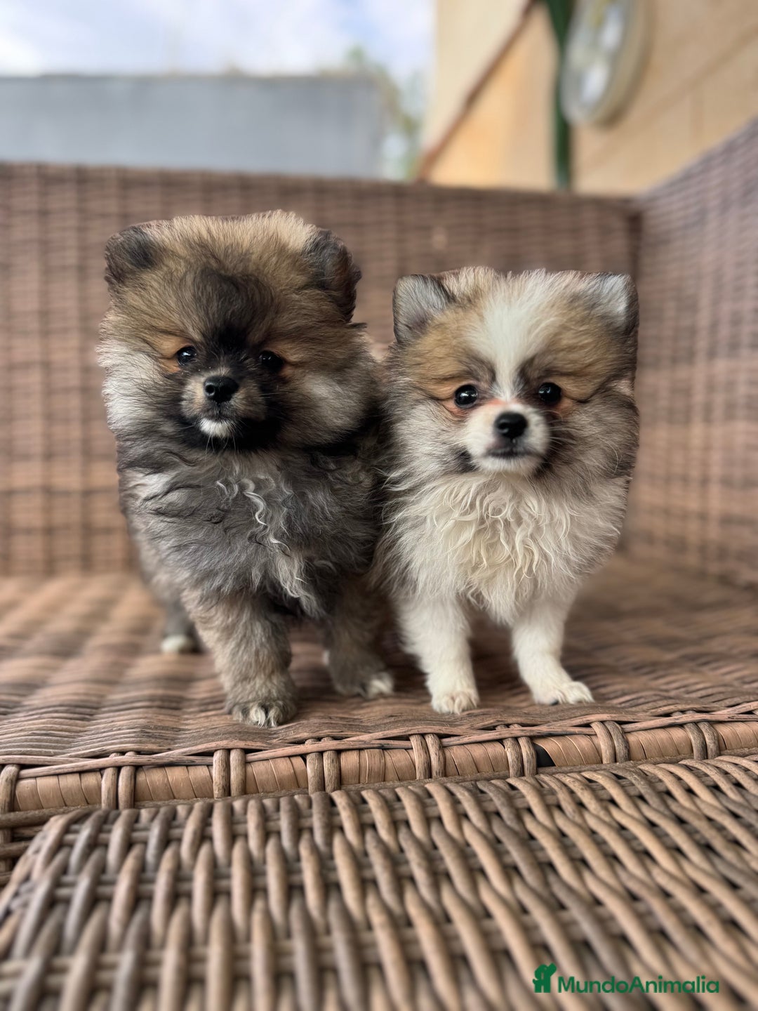 Imagen de galería {{count}}