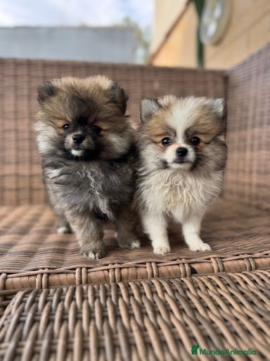 Imagen de galería {{count}}