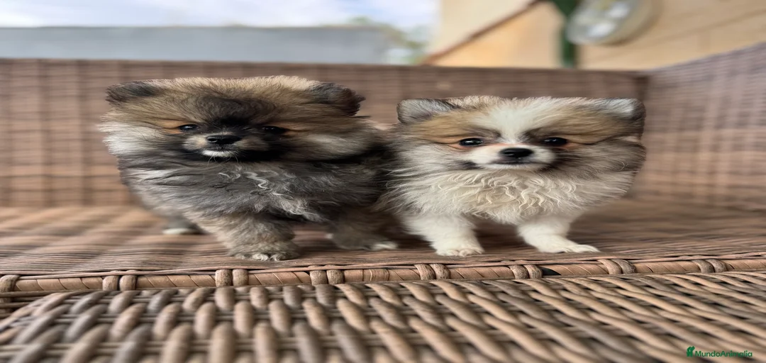 Imagen de galería {{count}}