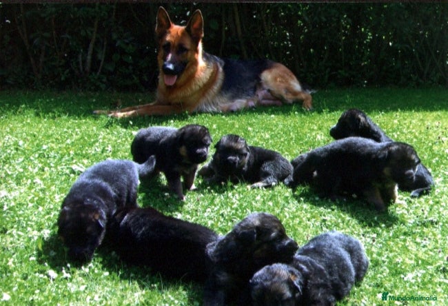 Pastor Alemán perros Excelentes cachorros de Pastor Aleman  - Anuncio 1