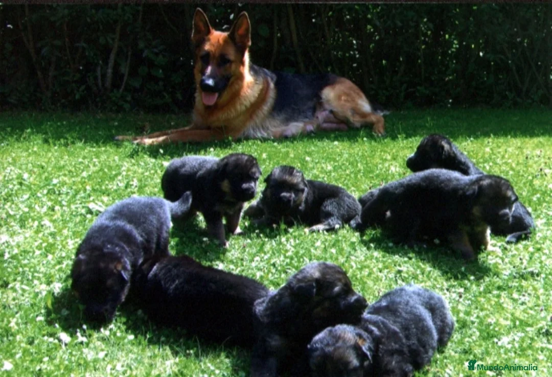 Pastor Alemán perros en venta: Excelentes cachorros de Pastor Aleman  - Anuncio 1