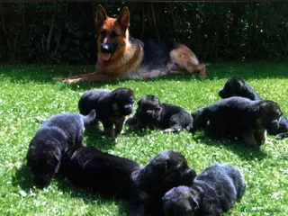 Pastor Alemán perros Excelentes cachorros de Pastor Aleman - Anuncio 1
