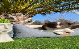 Border Collie perros en venta: BORDER COLLIE CHOCOLATE MACHO - Imagen 2