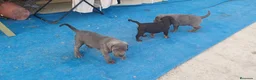 Cane Corso perros en venta: Cane corso  - Anuncio 5