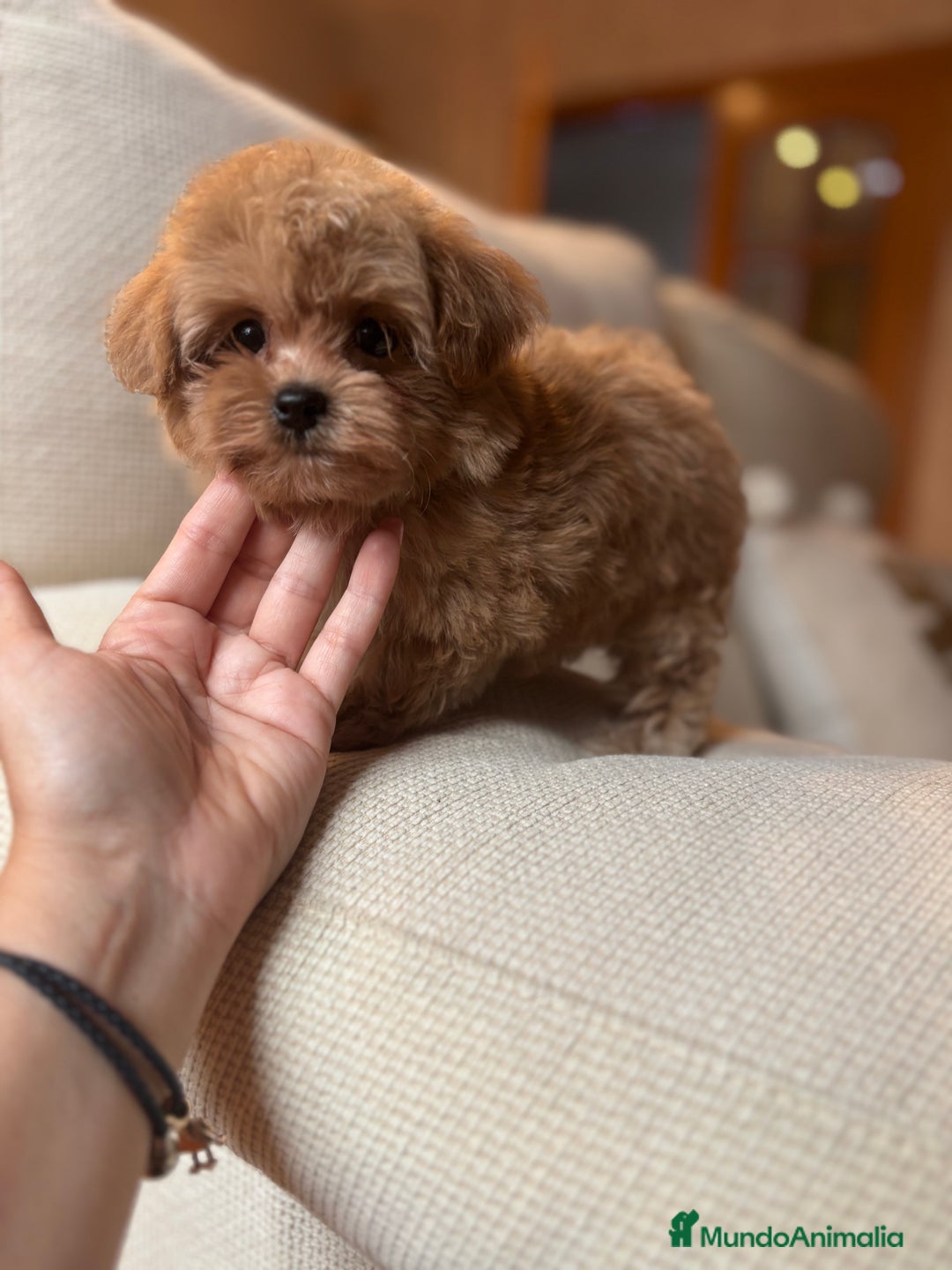 Maltipoo perros en venta: Maltipoo toy hembra  - Anuncio 1