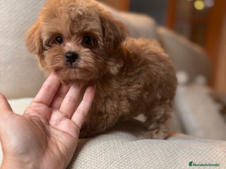 Maltipoo perros Maltipoo toy hembra - Anuncio 2