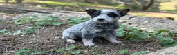 Boyero de Australia perros en venta: 🐾🐾🐾  Australian Cattle Dog 🐾🐾🐾 - Anuncio 7