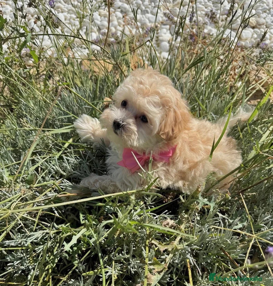 Maltipoo perros en venta: Maltipoo excelente cachorrita TOY - Anuncio 2