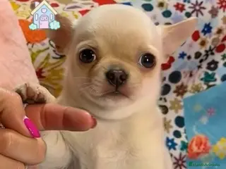Chihuahua perros Chihuahua línea rusa - Anuncio 1