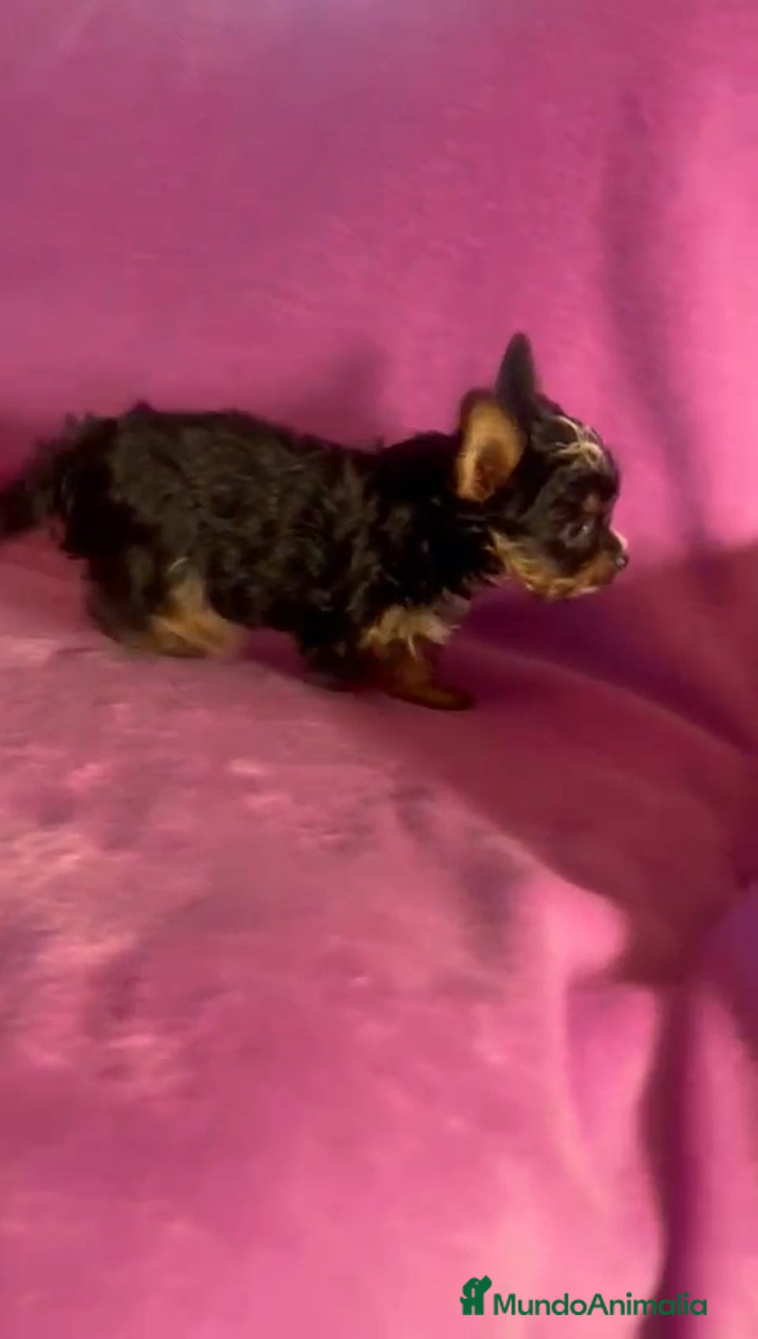 Biewer Yorkshire Terrier a la Pom Pon perros en venta: Biewer - Imagen 2
