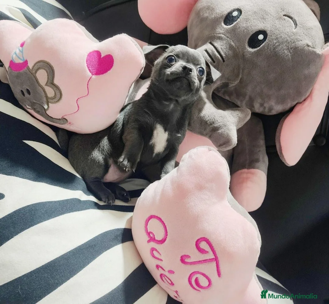 Chihuahua perros en venta: Chihuahua disponible 643500576 - Anuncio 10