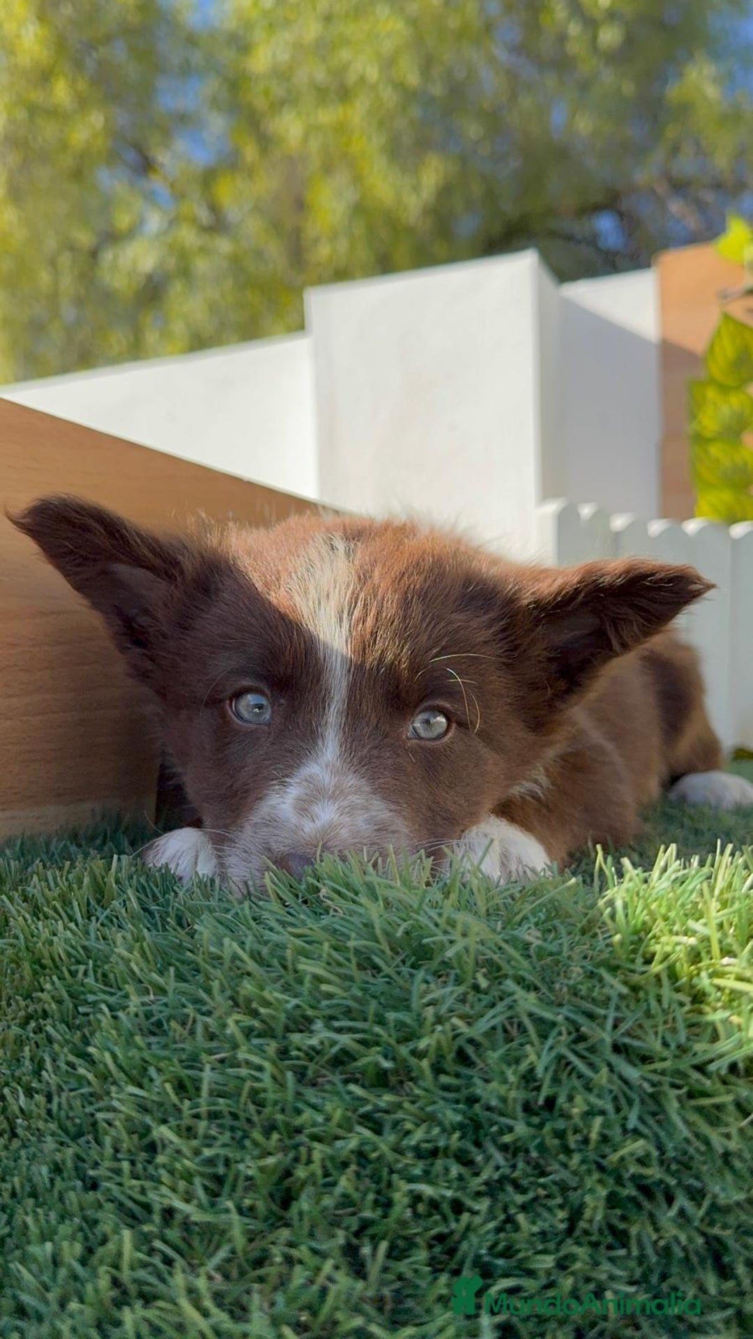 Border Collie perros en venta: BORDER COLLIE MACHO - Anuncio 10