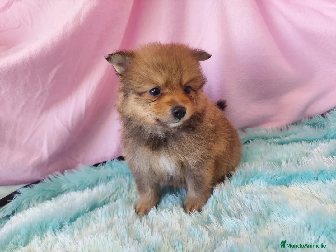 Pomerania perros en venta: LULU POMERANEA MACHO OPORTUNIDAD  - Anuncio 2