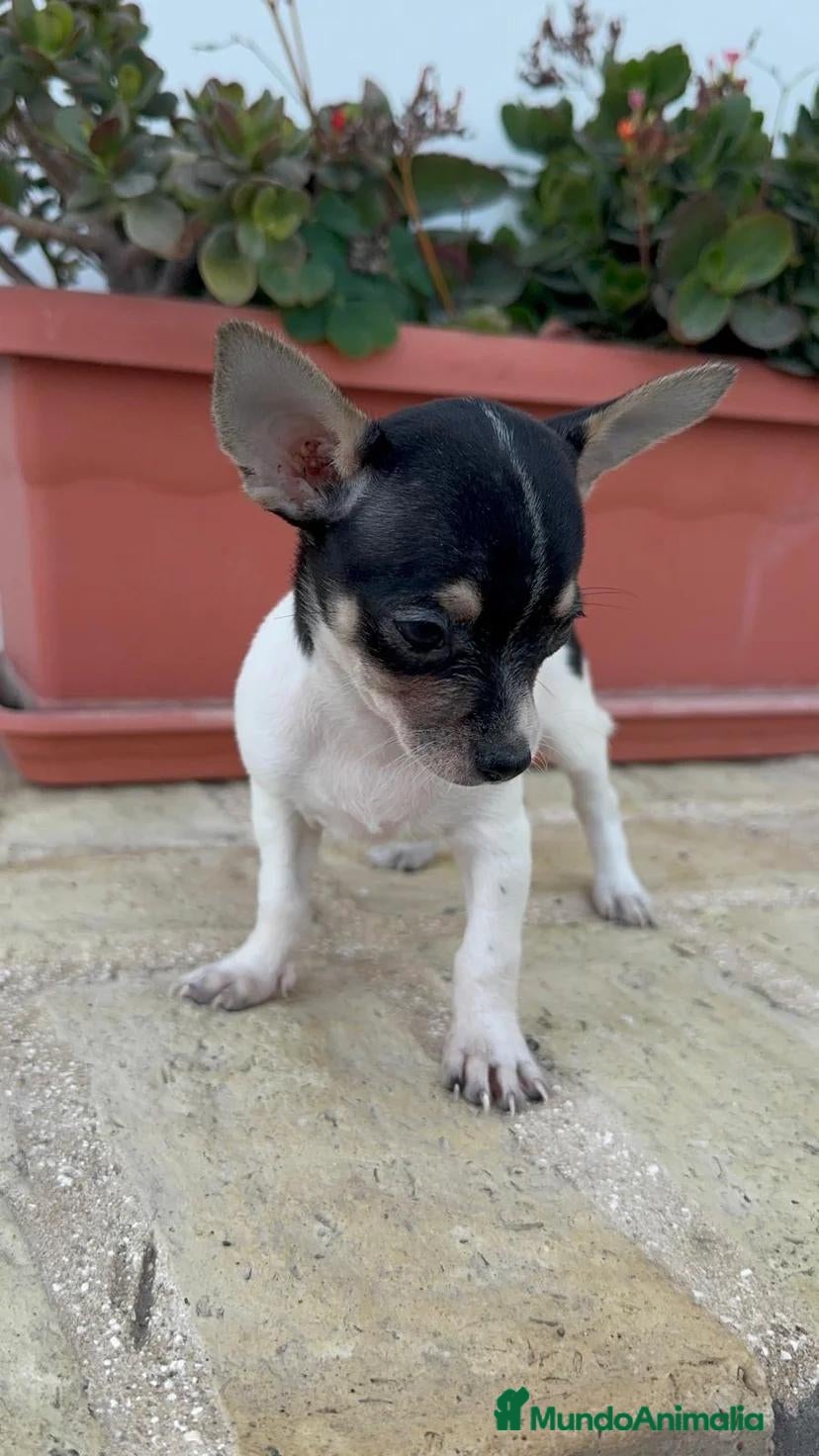 Chihuahua perros 🐾 CAMADA DE CHIHUAHUAS – PELO CORTO 🐾 - Anuncio 1