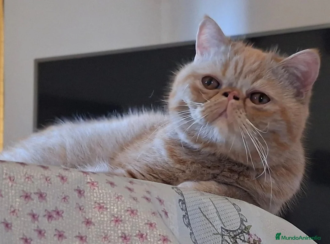 Persa gatos en venta: Gatitos persas mallorca - Anuncio 1