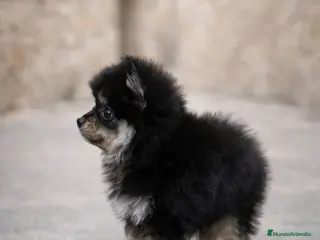 Pomerania perros Pomerania black & tan - Anuncio 17
