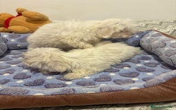 Bichón Maltés perros en venta: Bichon maltés toy  - Imagen 7