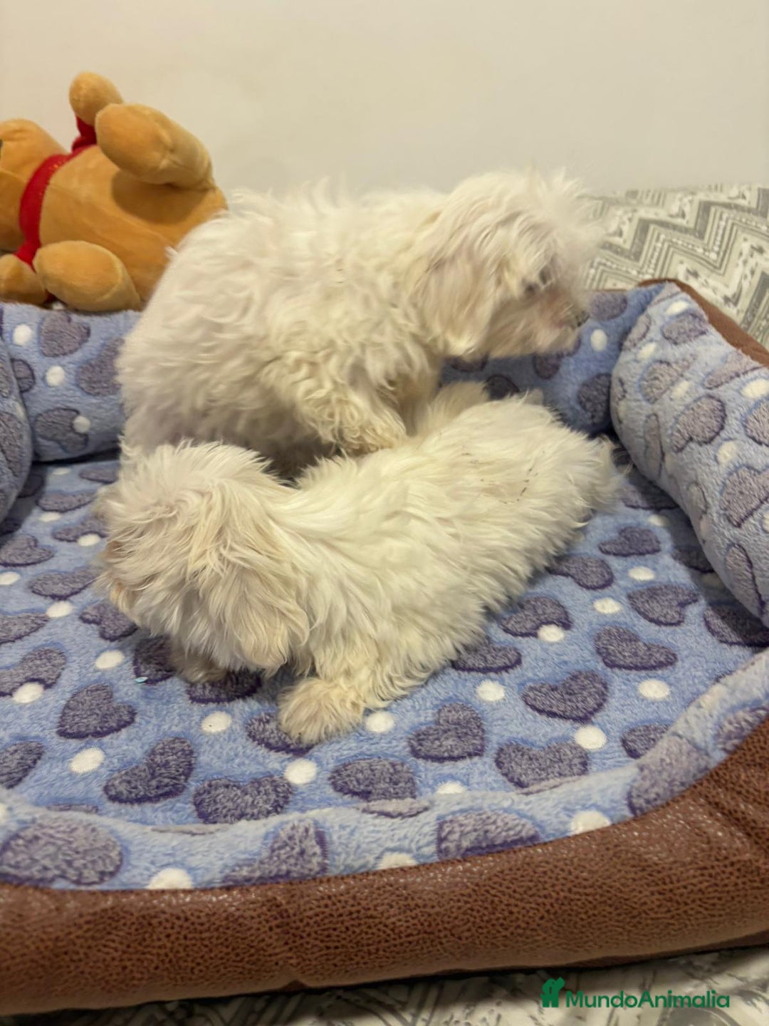 Bichón Maltés perros en venta: Bichon maltés toy  - Imagen 7