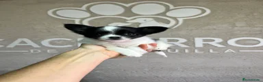 Chihuahua 4