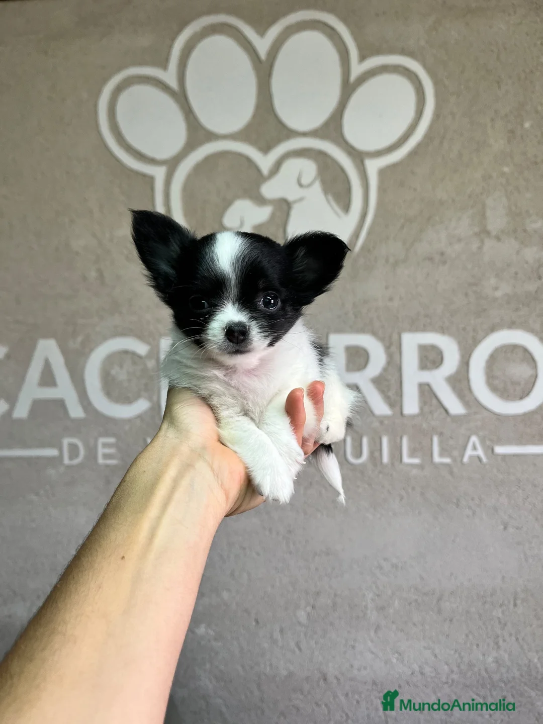 Chihuahua perros en venta: Chihuhua pelo largo  - Anuncio 2