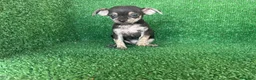 Chihuahua perros en venta: chihuahua - Anuncio 4