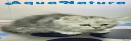 Persa gatos en venta: Persa Chinchilla Macho 6793 AQUANATURA - Anuncio 5