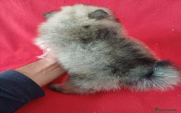 Pomerania perros en venta: Pomerania Mini  - Imagen 3